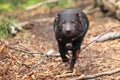 Running tasmanian devil Royalty Free Stock Photo