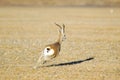 A running Tibetan antelope