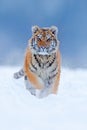 Running tiger with snowy face. Tiger in wild winter nature. Amur tiger running in the snow. Action wildlife scene, danger animal. Royalty Free Stock Photo