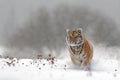 Running tiger with snowy face. Tiger in wild winter nature. Amur tiger running in the snow. Action wildlife scene, danger animal.