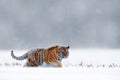 Running tiger with snowy face. Tiger in wild winter nature. Amur tiger running in the snow. Action wildlife scene, danger animal.