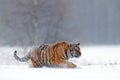 Running tiger with snowy face. Tiger in wild winter nature. Amur tiger running in the snow. Action wildlife scene, danger animal.