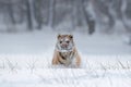 Running tiger with snowy face. Tiger in wild winter nature. Amur tiger running in the snow. Action wildlife scene, danger animal. Royalty Free Stock Photo