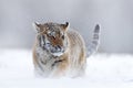 Running tiger with snowy face. Tiger in wild winter nature. Amur tiger running in the snow. Action wildlife scene, danger animal. Royalty Free Stock Photo