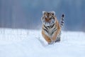 Running tiger with snowy face. Tiger in wild winter nature. Amur tiger running in the snow. Action wildlife scene, danger animal.