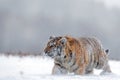 Running tiger with snowy face. Tiger in wild winter nature. Amur tiger running in the snow. Action wildlife scene, danger animal.