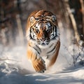 Running tiger with snowy Tiger in wild winter Amur tiger running in the Action wildlife danger animal