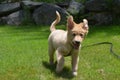 Running Toller Puppy Dog with His Ears Flying Royalty Free Stock Photo