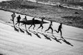 Running training in Kenya. A group of Kenyan runners prepare for a marathon and run on red soil. Marathon running, Track and Field