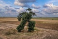 Running Tree in Bulgaria