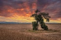 Running Tree in Bulgaria