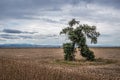 Running Tree in Bulgaria