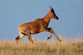 Running Tsessebe antelope