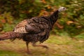 Running Turkey With a Scared Look