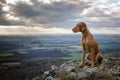 Running Vizsla Royalty Free Stock Photo