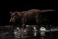 Portrait of chocolate color big Labrador dog in water splashes and drops running isolated over dark background. Beauty Royalty Free Stock Photo