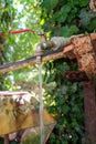 Running water from the rusty water tap in the garden Royalty Free Stock Photo