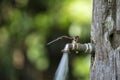 Running water from a tap in old tree. Water consumption and usage concept Royalty Free Stock Photo