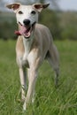 Running whippet