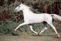 Running white beautiful Orlov trotter stallion in freedom Royalty Free Stock Photo