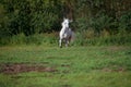 Running white beautiful Orlov trotter stallion at freedom. spring season Royalty Free Stock Photo