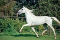 Running white beautiful Orlov trotter stallion in paddock Royalty Free Stock Photo