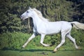 Running white beautiful Orlov trotter stallion in paddock Royalty Free Stock Photo