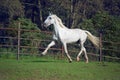 Running white beautiful Orlov trotter stallion in paddock Royalty Free Stock Photo