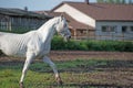Running white beautiful Orlov trotter stallion in paddock. spring season Royalty Free Stock Photo