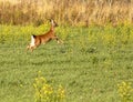 Running White-Tailed Deer