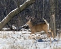 Running Whitetail Buck