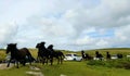 Running wild dartmoor ponys Royalty Free Stock Photo