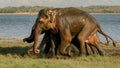 Running wild elephants