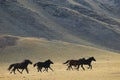 Running wild horses Royalty Free Stock Photo