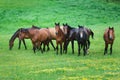 Running wild horses Royalty Free Stock Photo