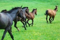 Running wild horses Royalty Free Stock Photo