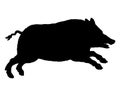 Running wild pig on white