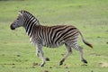 Running Wild Zebra Royalty Free Stock Photo