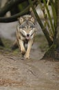 Running Wolf ( Canis lupus ) Royalty Free Stock Photo