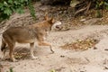 Running wolf Royalty Free Stock Photo