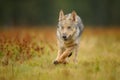 Running wolf cub from front view Royalty Free Stock Photo