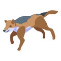 Running wolf icon, isometric style Royalty Free Stock Photo