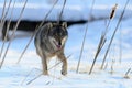 Running wolf on snow in winter