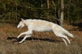 Running wolfhound dog Royalty Free Stock Photo