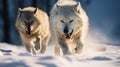 Running Wolves In The Snow: A Captivating Visual Journey