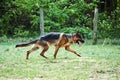 Running young dog Alsatian shepherd breed Royalty Free Stock Photo
