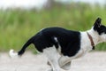 Running young dog puppy - close-up paws