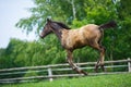 Running young foal Royalty Free Stock Photo