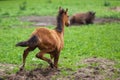 Running young foal Royalty Free Stock Photo