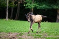 Running young foal Royalty Free Stock Photo